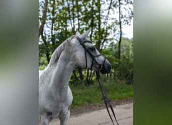 Polnisches Halbblut, Stute, 12 Jahre, 156 cm, Blauschimmel