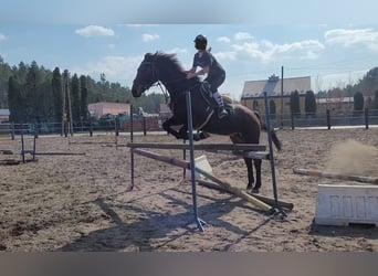 Polnisches Halbblut, Stute, 12 Jahre, 167 cm, Brauner