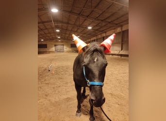 Polnisches Halbblut, Stute, 13 Jahre, 156 cm, Rappe