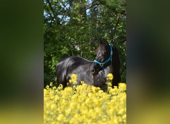 Polnisches Halbblut, Stute, 13 Jahre, 156 cm, Rappe