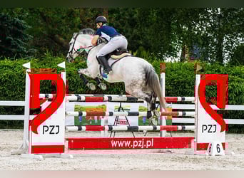 Polnisches Halbblut, Stute, 13 Jahre, 171 cm, Schimmel