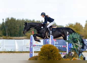 Polnisches Halbblut, Stute, 13 Jahre, 180 cm, Schwarzbrauner