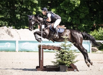 Polnisches Halbblut, Stute, 14 Jahre, 169 cm, Rappe