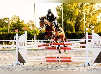 Polnisches Halbblut, Stute, 15 Jahre, 161 cm, Brauner