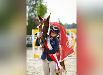 Polnisches Halbblut, Stute, 15 Jahre, 173 cm, Fuchs