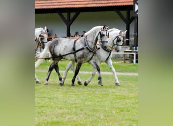 Polnisches Halbblut, Stute, 18 Jahre, 167 cm, Schimmel