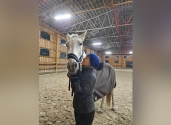 Polnisches Halbblut, Stute, 18 Jahre, 167 cm, Schimmel
