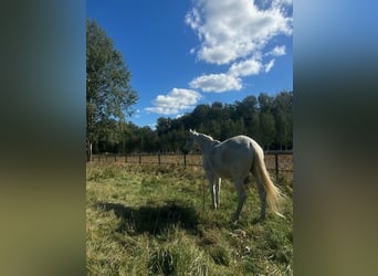 Polnisches Halbblut, Stute, 18 Jahre, 167 cm, Schimmel