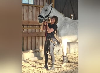 Polnisches Halbblut, Stute, 18 Jahre, 167 cm, Schimmel