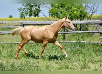 Polnisches Halbblut, Stute, 1 Jahr, 165 cm, Palomino