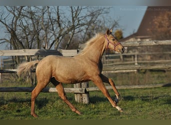 Polnisches Halbblut, Stute, 1 Jahr, 165 cm, Palomino