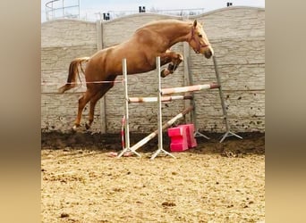 Polnisches Halbblut, Stute, 1 Jahr, 165 cm, Palomino