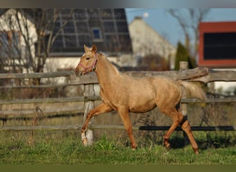 Polnisches Halbblut, Stute, 1 Jahr, 165 cm, Palomino