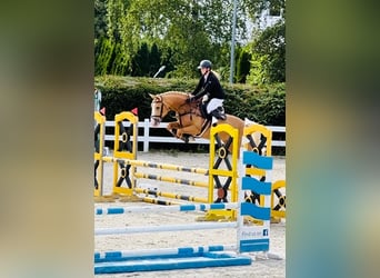 Polnisches Halbblut, Stute, 1 Jahr, 165 cm, Palomino