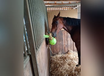 Polnisches Halbblut, Stute, 20 Jahre, 155 cm, Dunkelbrauner