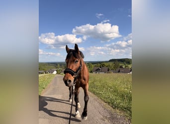 Polnisches Halbblut, Stute, 22 Jahre, 156 cm, Brauner