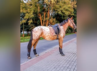 Polnisches Halbblut Mix, Stute, 2 Jahre, 160 cm, Tigerschecke