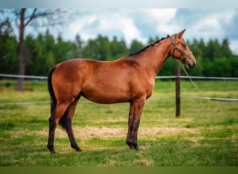 Polnisches Halbblut, Stute, 2 Jahre, 162 cm, Brauner