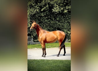Polnisches Halbblut, Stute, 2 Jahre, 162 cm, Brauner