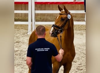 Polnisches Halbblut, Stute, 2 Jahre, 164 cm, Palomino