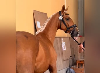 Polnisches Halbblut, Stute, 2 Jahre, 164 cm, Palomino
