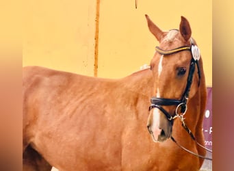 Polnisches Halbblut, Stute, 2 Jahre, 164 cm, Palomino