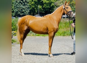 Polnisches Halbblut, Stute, 2 Jahre, 164 cm, Palomino