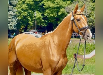 Polnisches Halbblut, Stute, 2 Jahre, 164 cm, Palomino