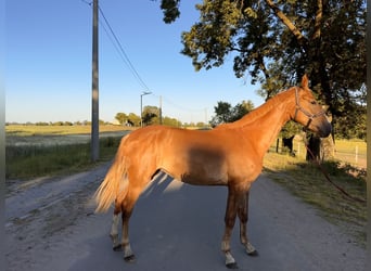 Polnisches Halbblut, Stute, 2 Jahre, 167 cm, Fuchs