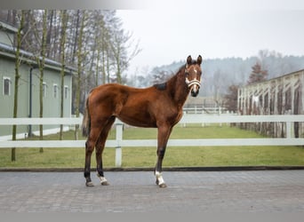 Polnisches Halbblut, Stute, 2 Jahre, Brauner