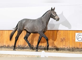 Polnisches Halbblut, Stute, 2 Jahre