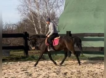 Polnisches Halbblut, Stute, 3 Jahre, 152 cm, Schwarzbrauner