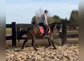 Polnisches Halbblut, Stute, 3 Jahre, 152 cm, Schwarzbrauner