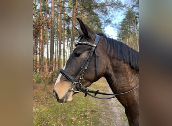 Polnisches Halbblut, Stute, 3 Jahre, 152 cm, Schwarzbrauner