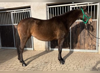Polnisches Halbblut, Stute, 3 Jahre, 152 cm, Schwarzbrauner