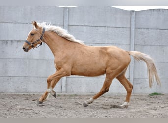 Polnisches Halbblut, Stute, 3 Jahre, 158 cm, Palomino