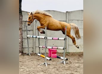 Polnisches Halbblut, Stute, 3 Jahre, 158 cm, Palomino