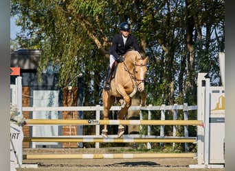 Polnisches Halbblut, Stute, 3 Jahre, 158 cm, Palomino