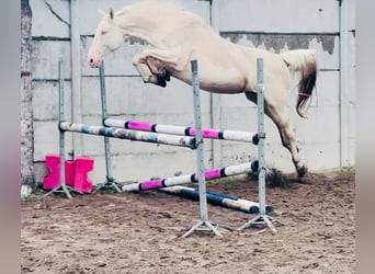 Polnisches Halbblut, Stute, 3 Jahre, 158 cm, Palomino