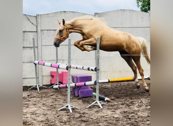 Polnisches Halbblut, Stute, 3 Jahre, 160 cm, Palomino