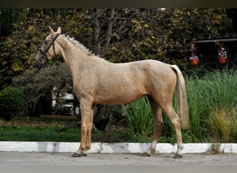 Polnisches Halbblut, Stute, 3 Jahre, 160 cm, Palomino