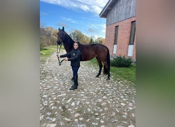 Polnisches Halbblut, Stute, 3 Jahre, 162 cm, Dunkelbrauner