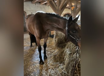 Polnisches Halbblut, Stute, 3 Jahre, 162 cm, Dunkelbrauner