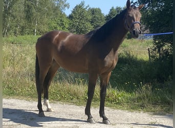 Polnisches Halbblut, Stute, 3 Jahre, 164 cm, Brauner