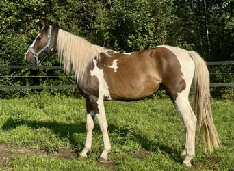 Polnisches Halbblut, Stute, 3 Jahre, 164 cm, Schecke