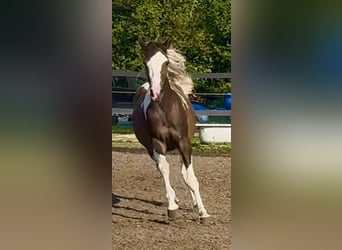 Polnisches Halbblut, Stute, 3 Jahre, 164 cm, Schecke