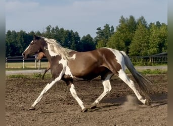 Polnisches Halbblut, Stute, 3 Jahre, 164 cm, Schecke