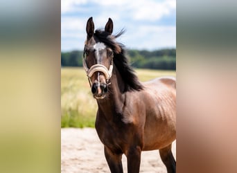 Polnisches Halbblut, Stute, 3 Jahre, 166 cm, Dunkelbrauner