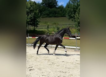 Polnisches Halbblut, Stute, 3 Jahre, 167 cm, Rappe