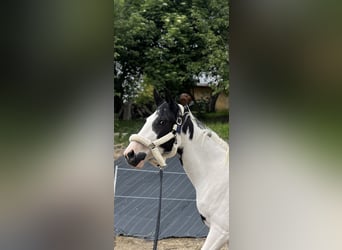 Polnisches Halbblut, Stute, 3 Jahre, 170 cm, Schecke